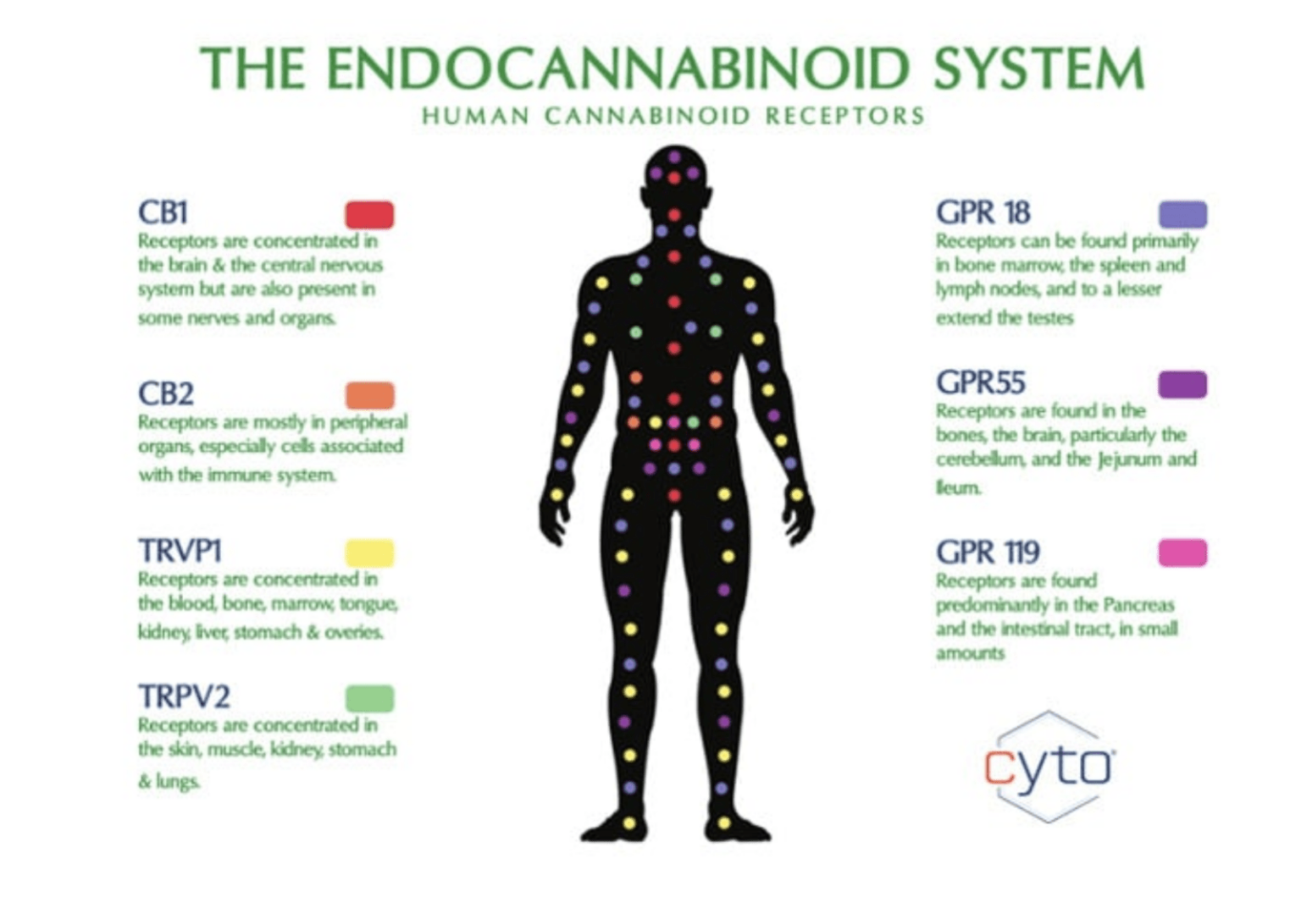 Understanding the Endocannabinoid System | Primitiv