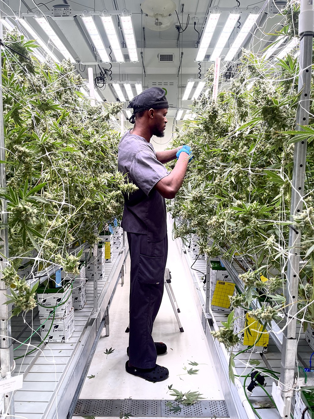 Interior view of cannabis grow facility with lush greenery.