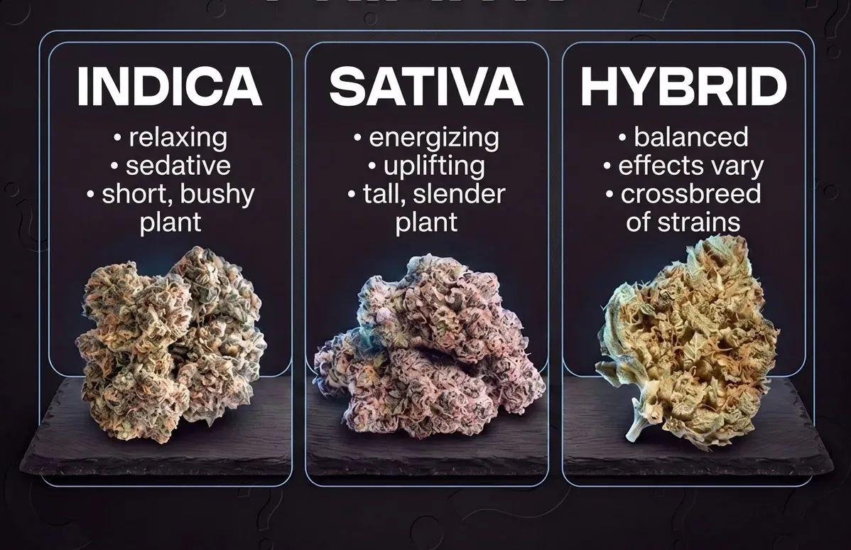 Cannabis Strains 101: Indica vs. Sativa vs. Hybrid